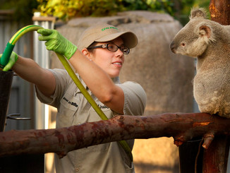 Koala Escapes Enclosure At San Diego Zoo, Sits In Eucalyptus Tree