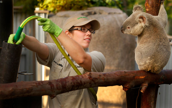 zoo keeper filling water container with hose, koala looks on