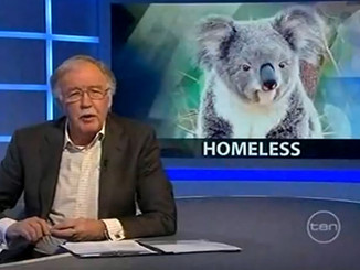 Homeless Koalas on 6:30 With George Negus