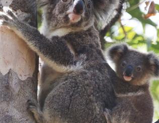 Koala Panel A ‘Matter Of Urgency’