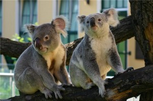 Genome-Invading Retroviruses Have Impacted On Koalas For Centuries