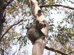 Moreton Bay Rail Koala Tagging And Monitoring