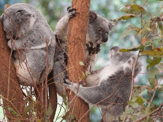 Rare Sighting: Koala Seen In Upper Blue Mountains