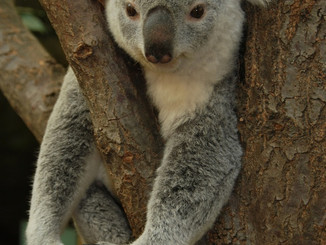 A History Of Inbreeding Leaves Koalas With Low Genetic Diversity