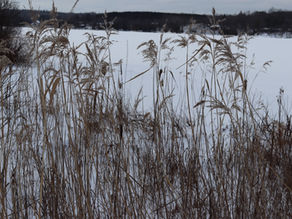 Invasive Phragmites can take over your waterfront