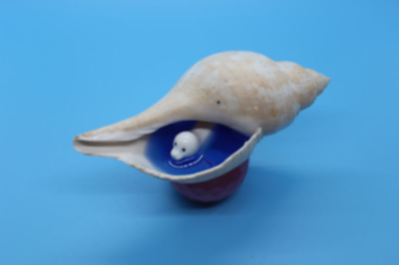 Conch Shells