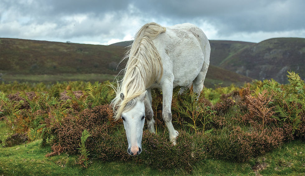 whitehorsestrip.jpg