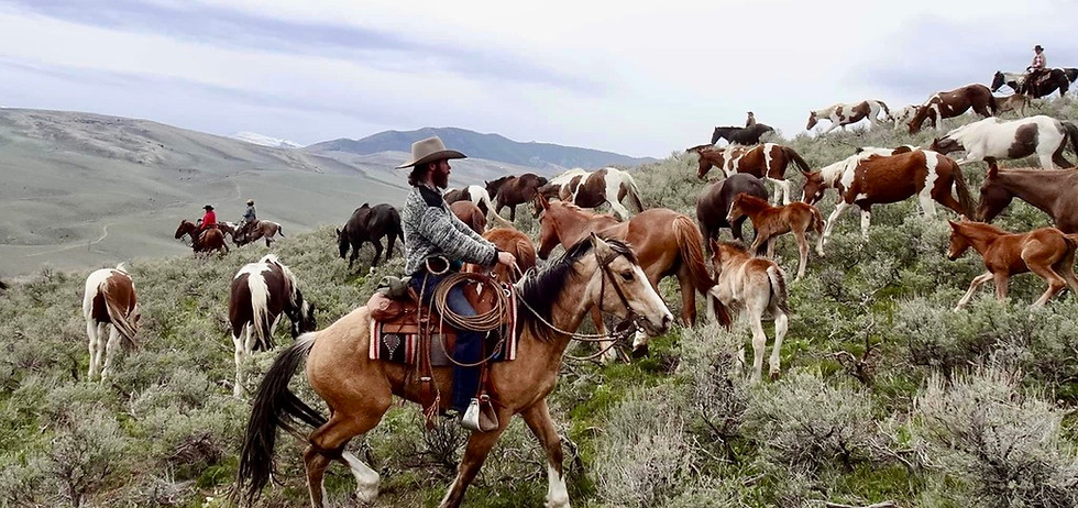 A cowboy is herding 40 or more horses across the mountains in the famous Silver Spur Ranch horse drive. 