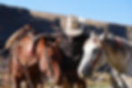 Cowboy displaying two Silver Spur Ranch Horses used in the world famous horse drive.