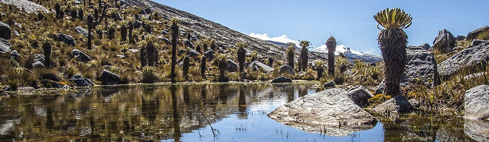 COCUY-banner-1200x350-c-default.jpg