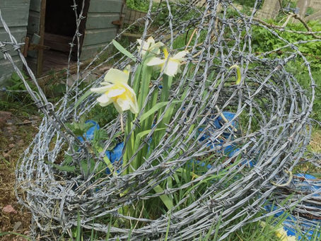 Determined Daffodils