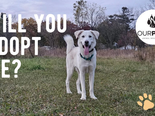 OPARI Dog of the Week: Ariana is Waiting for a Family to Love