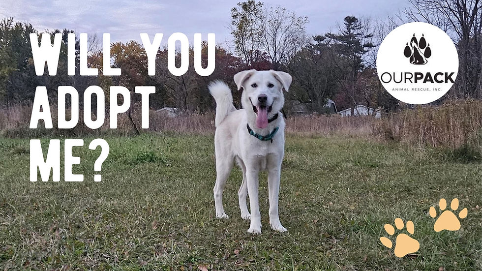 OPARI Dog of the Week: Ariana is Waiting for a Family to Love