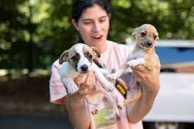 We Boomer Grandparents Should Consider Being Realistic About Pet Adoption and Include Our Fur Babies