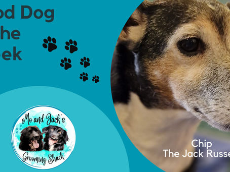 Nervous and Anxious Dogs