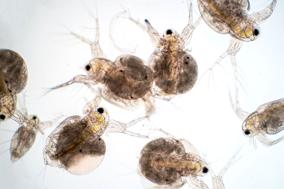 Water flea (Daphnia magna) is a small planktonic crustacean under microscope view for educ