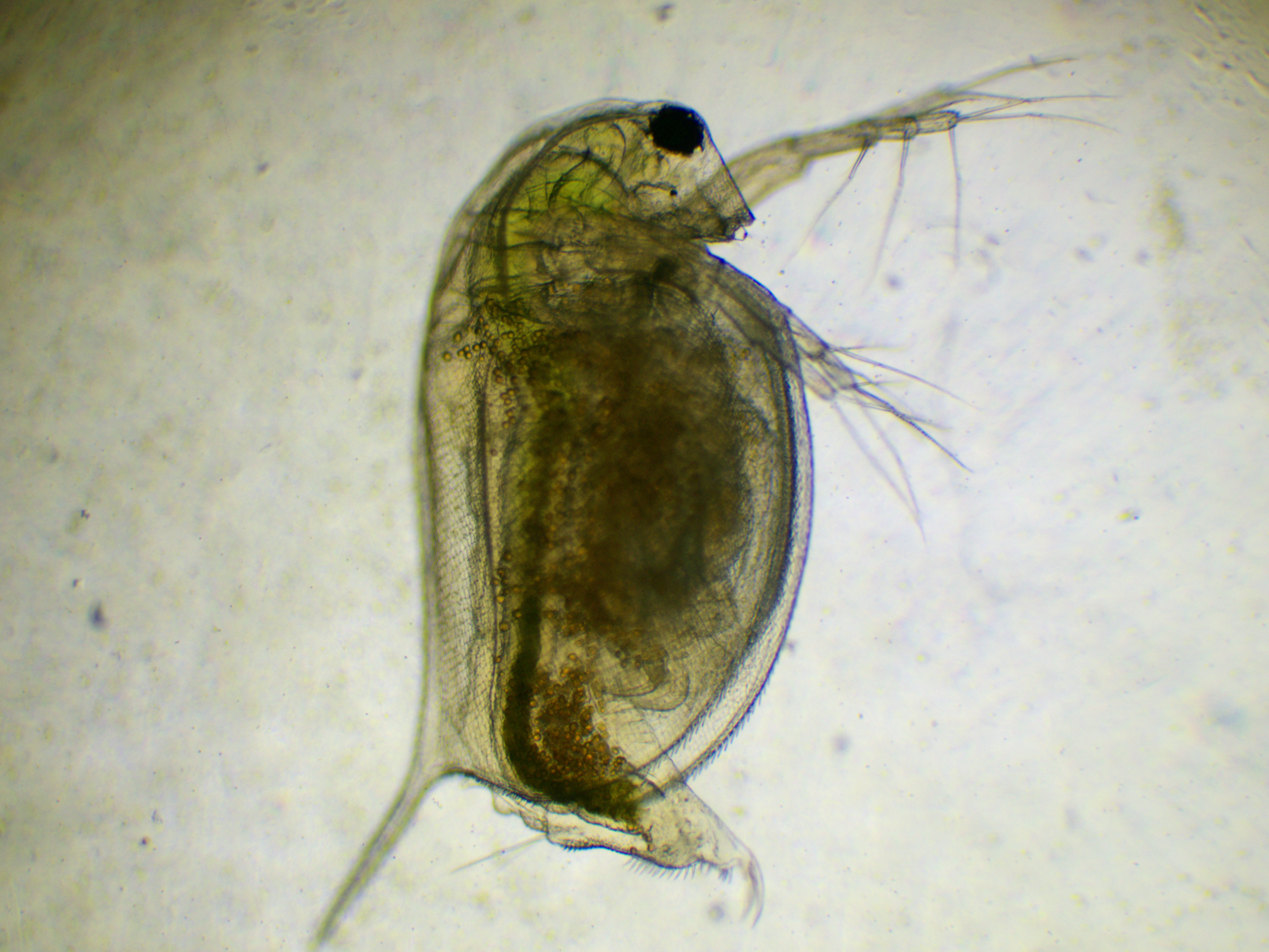 Daphnia Magna Culture (300+ Daphnia)
