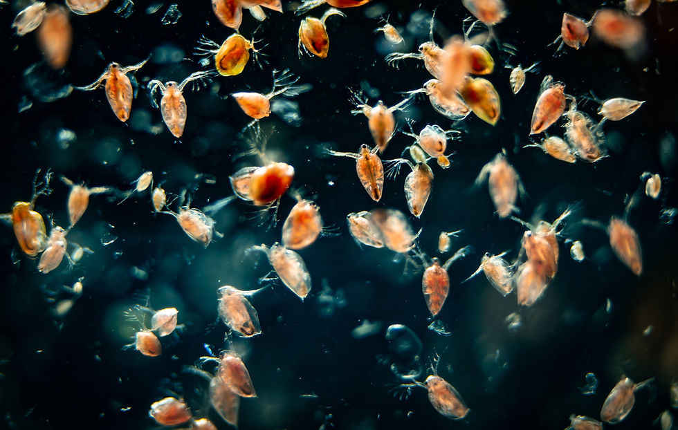 Water flea (Daphnia sp.), small planktonic crustaceans usually used as fish food in aquari