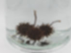 Thumbnail: Scud Balls