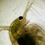 Thumbnail: Daphnia Magna Culture (300+ Daphnia)