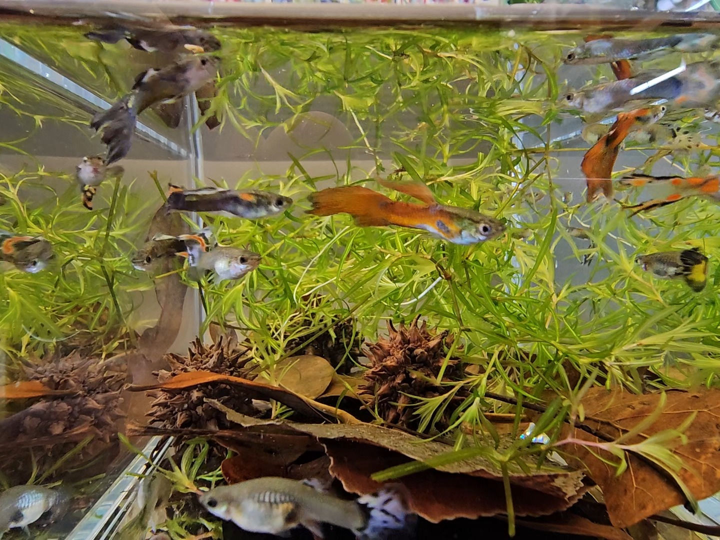 Hearty Mixed Guppies 5 Pack