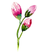Rose Buds