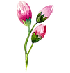 ローズの芽