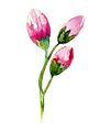 Rose Buds
