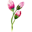 Rose Buds