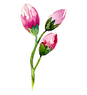 Rose Buds