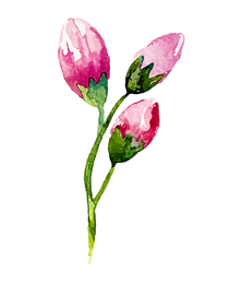 Brotes de Rose