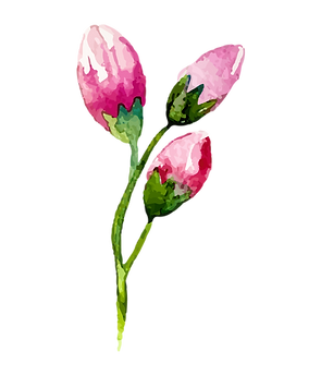 Rose Buds