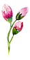 Rose Buds