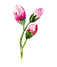Rose Buds