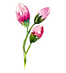 ローズの芽