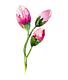 Rose Buds