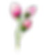 Rose Buds