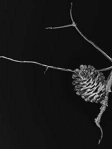 7. Lone Pine (Cone).jpeg
