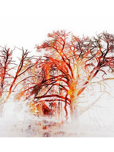 9. To rise from it's own ashes.jpeg Fine art photograph