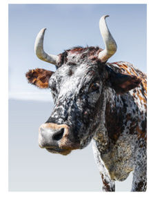 Poddy Calf