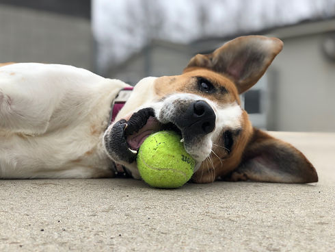 Hunni with ball.jpeg
