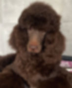 Debruin (R) - 2023