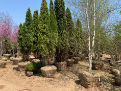 IMG_5250.jpeg