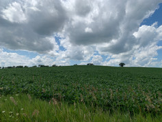 IMG_8017.jpeg