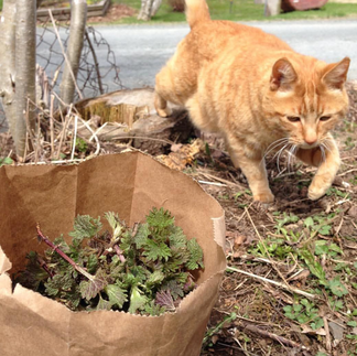 Cat Walking Beside a Bag Full of Stinging Nettles