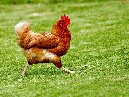 Your Top 10 Chicken Farming Questions Answered