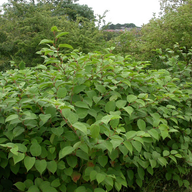 Japanese Knotweed Bush
