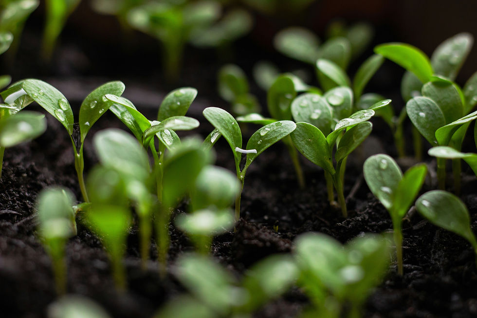 Tips for Starting Seeds Indoors