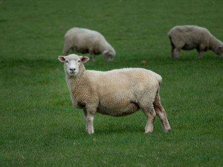 Sheep Farming in Canada