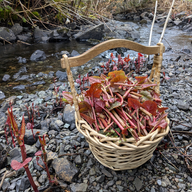 Japanese Knotweed in a Basket
